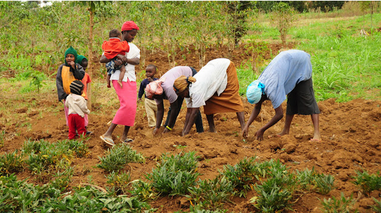 Women Farming Land Photo